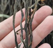 Dried Green Beans
