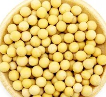 Soybean