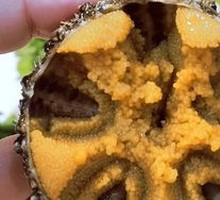 Sea Urchin