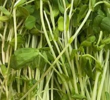 Pea Shoots