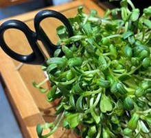 Live Mung Bean Sprouts