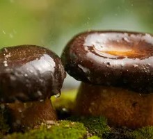 Black Boletus