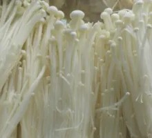 Enoki Mushroom
