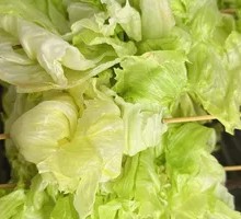 Romaine lettuce