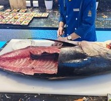 Bluefin Tuna