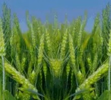 润养三宝麦香粥