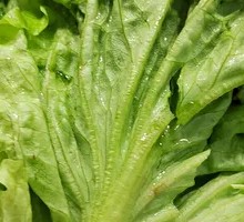 Lettuce