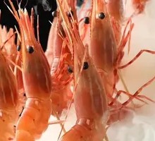 Russian牡丹 Shrimp