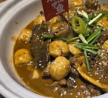 Signature Softshell Turtle