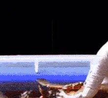 Korean Soy Sauce Crab