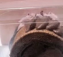 Chocolate Cream Roll