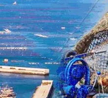 5-Ounce Large Oyster King