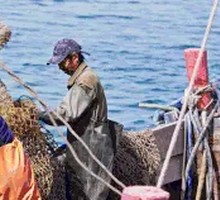 4-ounce Steamed Oysters