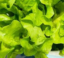 Perilla and Lettuce Medley