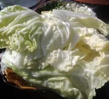 Napa cabbage