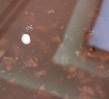 Red Bean and Coix Seed Porridge