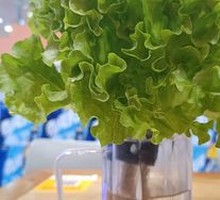 Hydroponic Lettuce