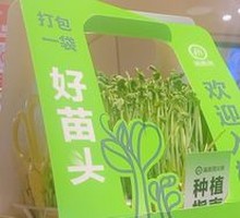 Five-Fingered Fig Root Drink