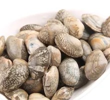 Fresh Live Large Clams After Sand Removal
