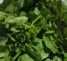 Guangxi Watercress