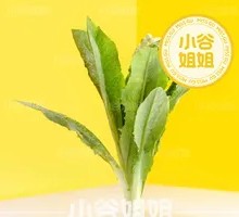 Oilseed lettuce