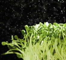 Pumpkin Seed Sprouts