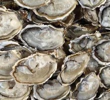 Fresh Oysters Unlimited