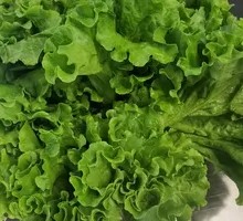 Lettuce