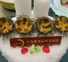 Sea Urchin