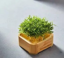 Living Hollow Bamboo Shoots