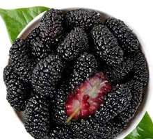 Mulberry
