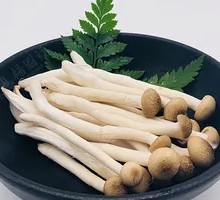 King Oyster Mushroom