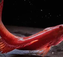 Golden Threadfin Bream