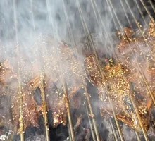 Northeast Chicken Frame