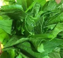 Oilseed lettuce