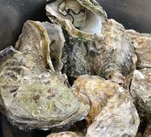 Steamed Oysters in Clay Pot