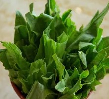Oilseed lettuce