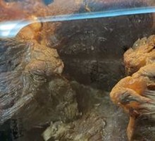 Chicken Leg Braised Pork Rice