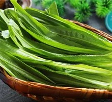 Oilseed lettuce