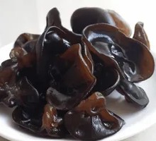 Northeast Autumn Wood Ear Mushroom