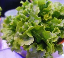Lettuce
