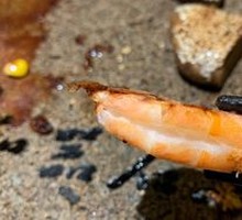 Large Shrimp