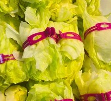 Romaine lettuce