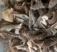 Signature Morel Mushroom