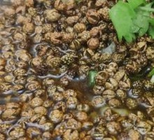 Hemp Fish