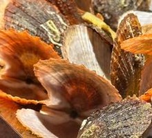 Scallop