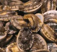 Fresh Abalone