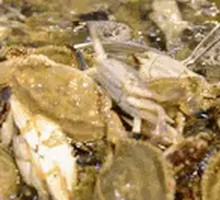 Sea Crab