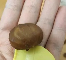 Chestnut