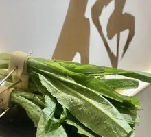 Oilseed lettuce
